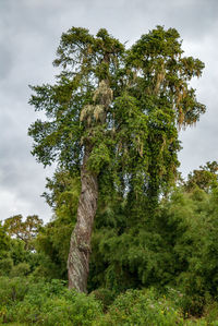 Low angle view of tree in forest