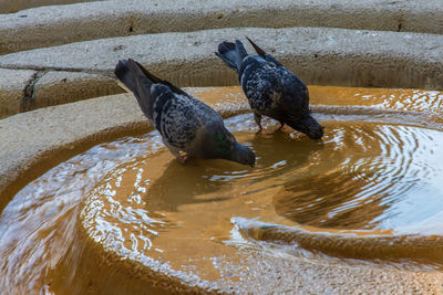 Duck in water