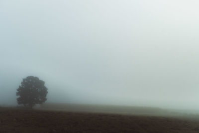 Trees on field against sky