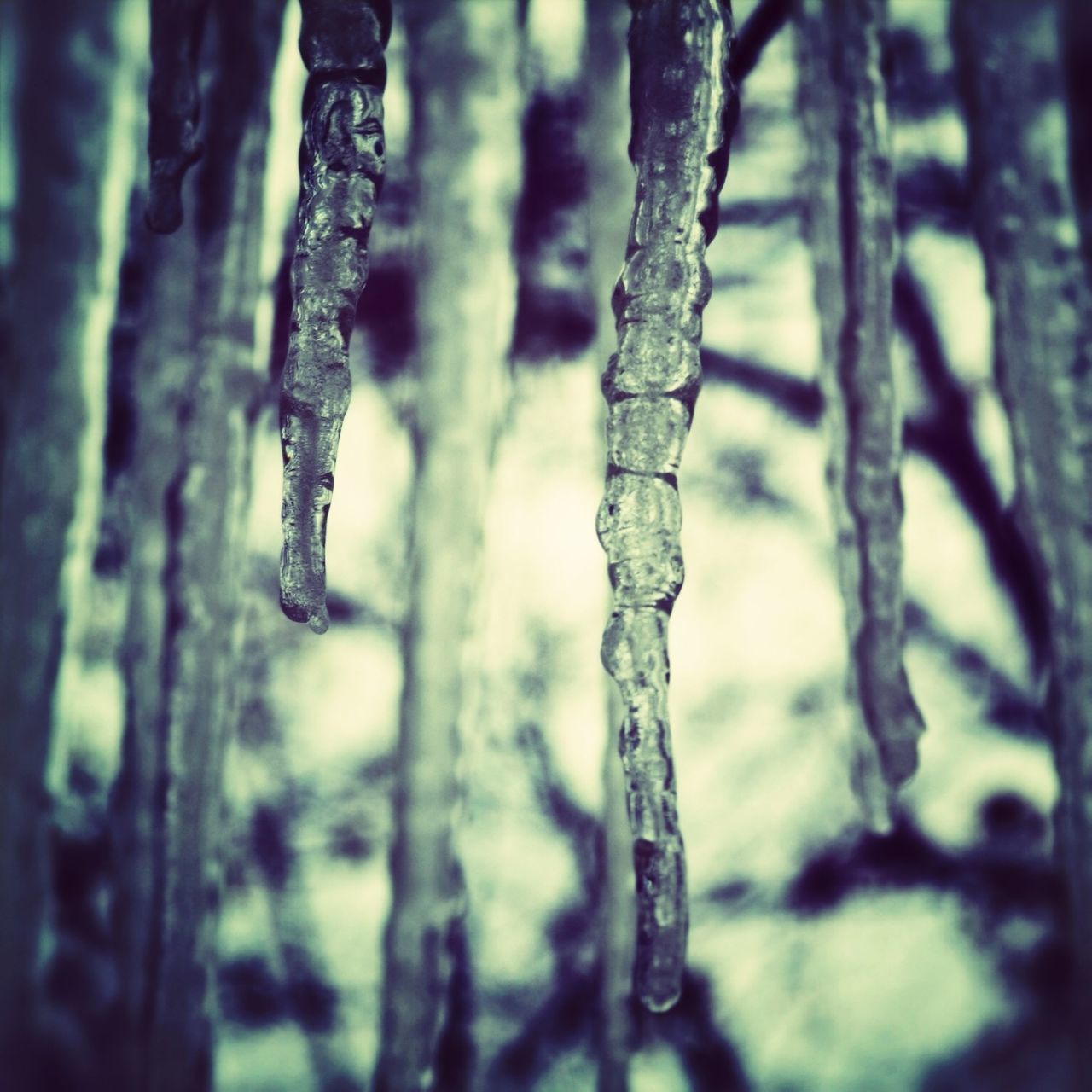 focus on foreground, close-up, tree, tree trunk, selective focus, winter, cold temperature, nature, frozen, branch, forest, day, season, tranquility, hanging, wood - material, snow, ice, twig, outdoors