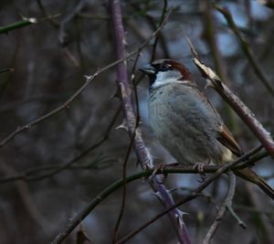 Close-up of bird perching on branch