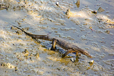 High angle view of komodo dragon swimming in lake