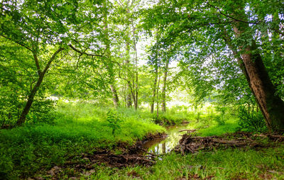 Trees and plants in forest