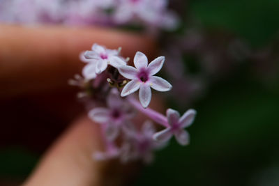 Close-up of hand holding flower