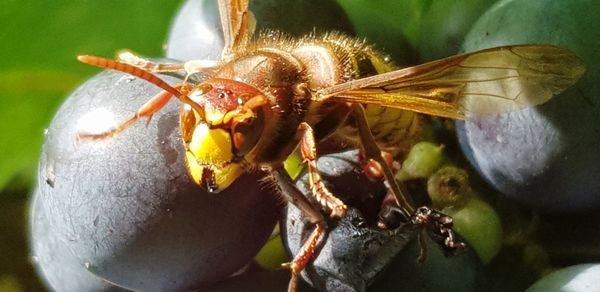 Close-up of bee on flower