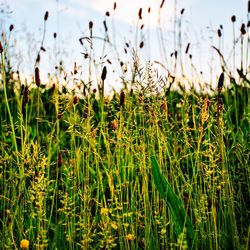 Close-up of stalks in field against sky