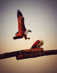 Low angle view of bird flying against clear sky