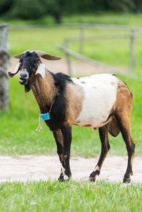 Goat standing in a field