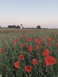 Red poppies on field against clear sky