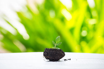 Close-up of crab on plant