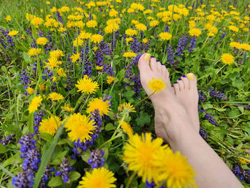 Low section of woman relaxing amidst yellow flowering plants