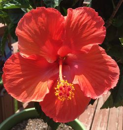 Close-up of red hibiscus flower