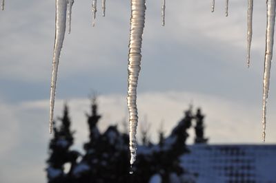 Close-up of frozen plants against sky