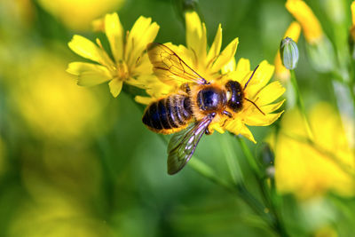 Close-up of bee pollinating on yellow flower