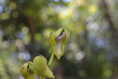 Close-up of flower against blurred background