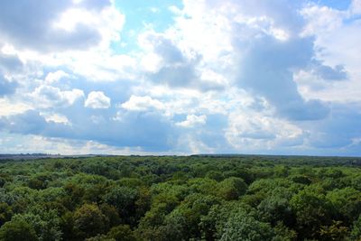 Scenic view of forest against sky