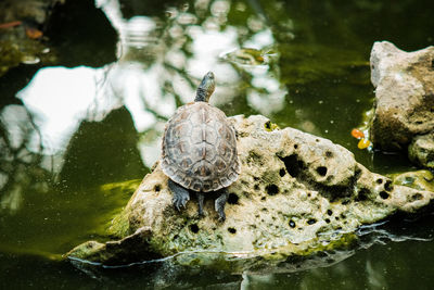 High angle view of turtle in lake