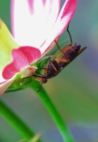 Close-up of insect on flower