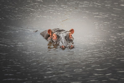 High angle view of crocodile in lake