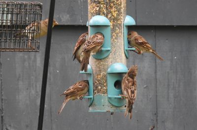 Birds at the bird feeder