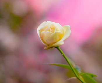 Close-up of pink rose