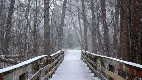 Footpath passing through a forest