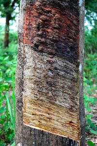 Close-up of tree trunk in forest