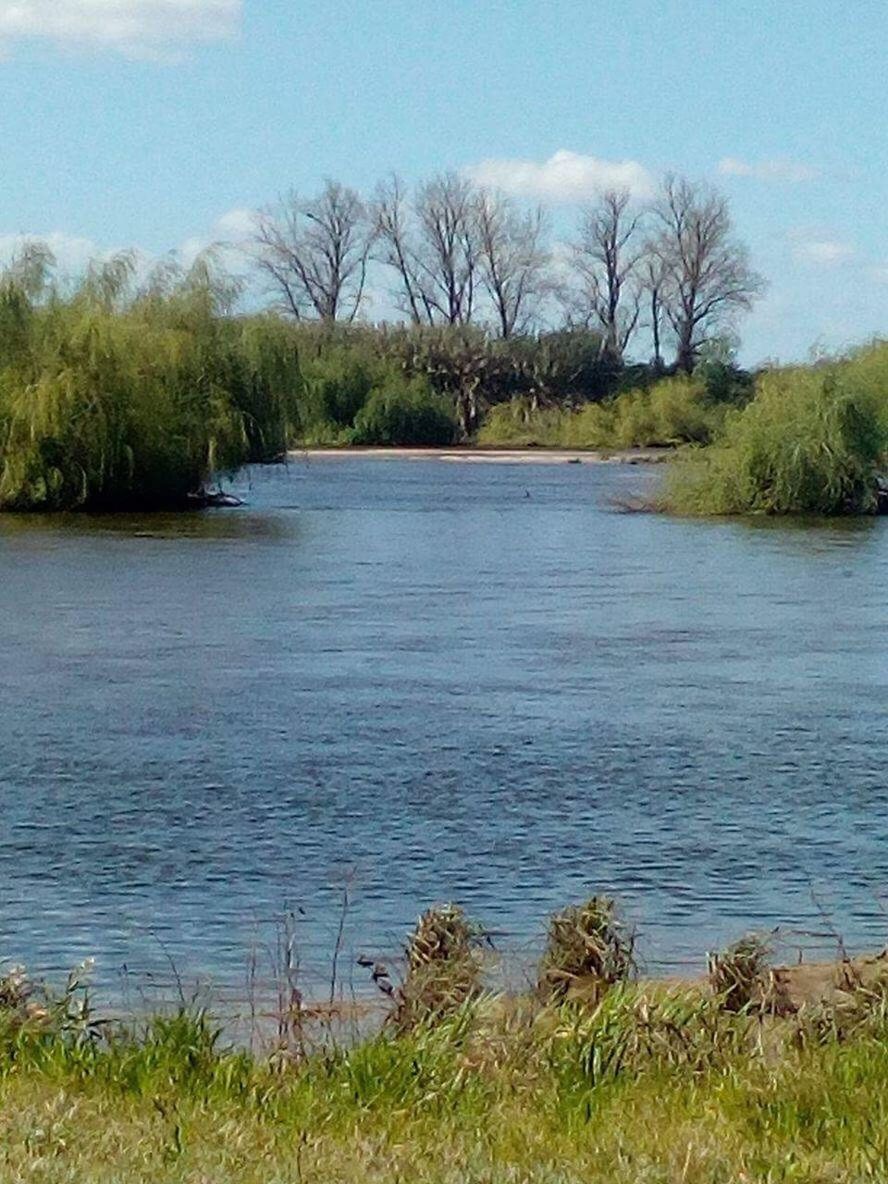 tree, grass, water, nature, growth, lake, reed - grass family, wilderness, tranquility, sky, outdoors, bare tree, no people, day, plant, tranquil scene, landscape, wetland, scenics