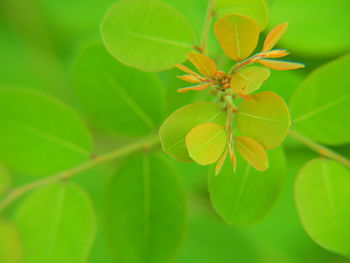 Close-up of yellow flowering plant leaves