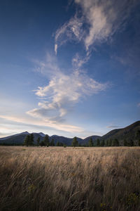 Scenic view of field against sky