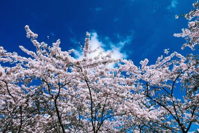 Low angle view of cherry blossom tree