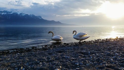 Swans on beach against sky during sunset