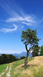 Tree on field against blue sky