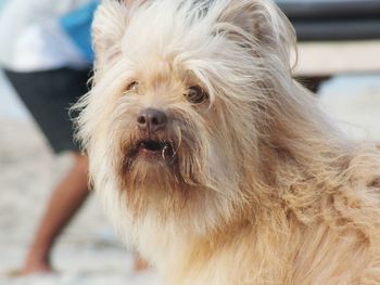 Close-up portrait of dog