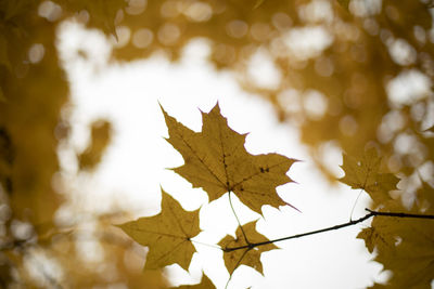 Close-up of maple leaves on tree