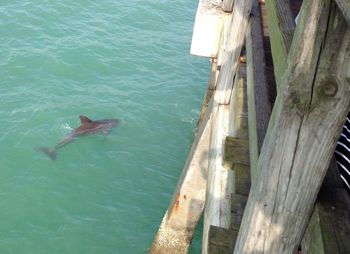 High angle view of fish swimming in sea