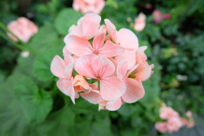 Close-up of pink flowering plant