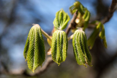 Close-up of fresh green plant