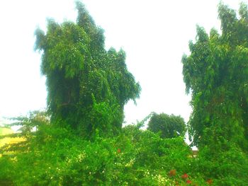 Trees on landscape against clear sky