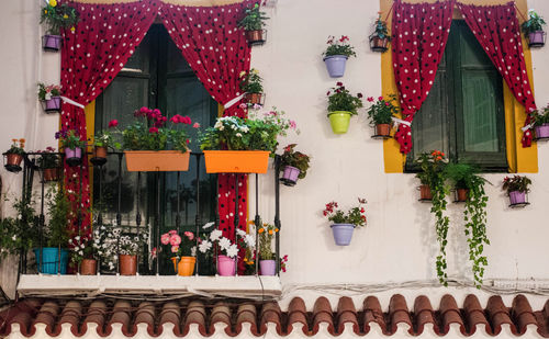 Potted plants outside house