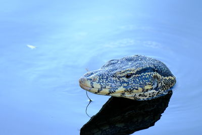 Varanus salvator wild animal in the city he lost way .