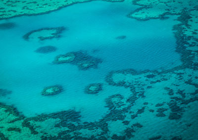 High angle view of turtle in sea