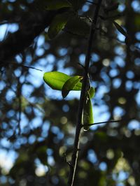 Low angle view of fruit on tree