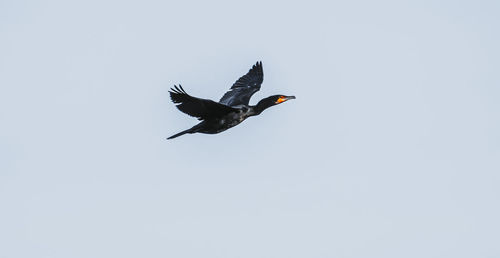 Low angle view of bird flying