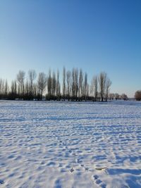 Frozen trees on land against sky during winter