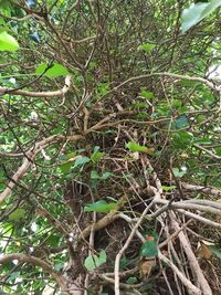 Close-up of tree in forest