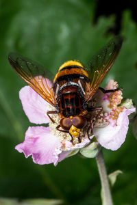 Close-up of bee on flower