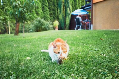 Portrait of ginger cat on grass