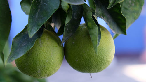 Close-up of fruits growing on tree