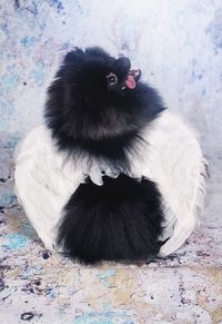 Close-up of black cat sitting on floor